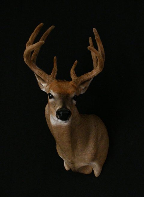 whitetail deer taxidermy by Jason's Taxidermy