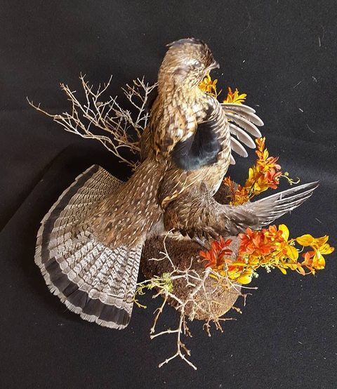 upland game bird taxidermy by Jason's Taxidermy