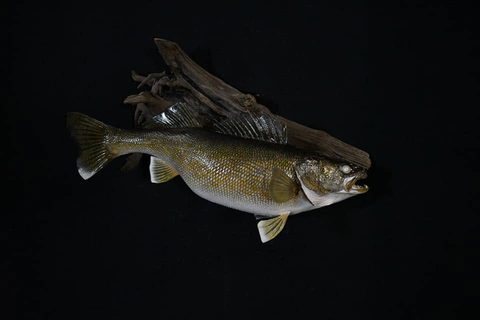 fish taxidermy by Jason's Taxidermy