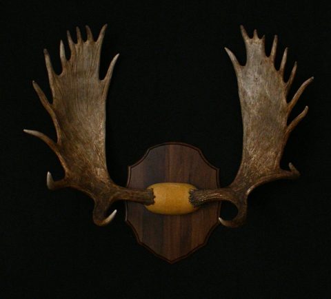 Moose – Antler Mount – antler taxidermy by Jason's Taxidermy