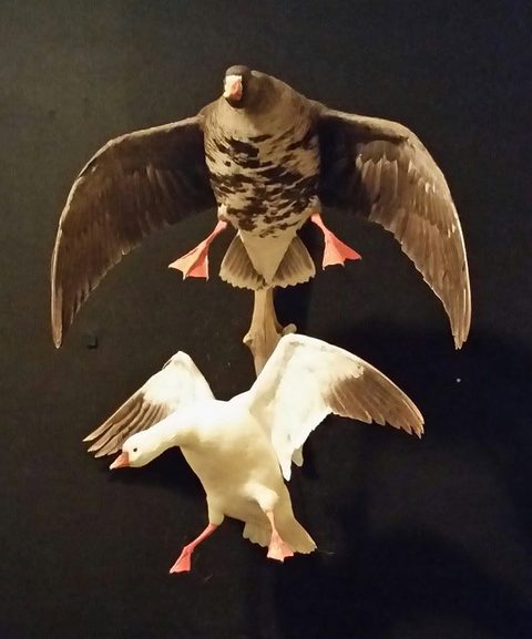 Specklebelly & Snow Geese – Flying – waterfowl taxidermy by Jason's Taxidermy