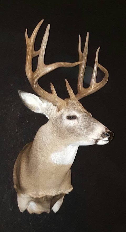 whitetail deer taxidermy by Jason's Taxidermy