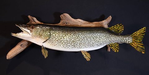 fish taxidermy by Jason's Taxidermy