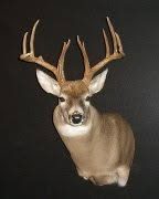 whitetail deer taxidermy by Jason's Taxidermy
