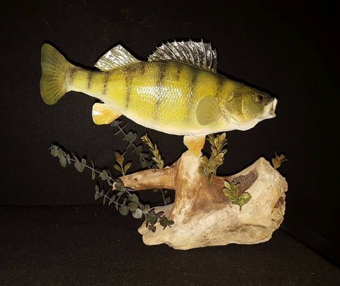 fish taxidermy by Jason's Taxidermy