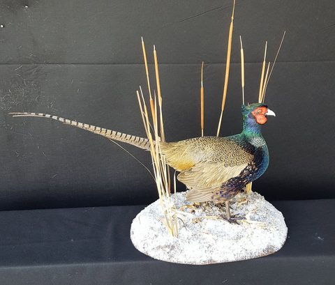 upland game bird taxidermy by Jason's Taxidermy