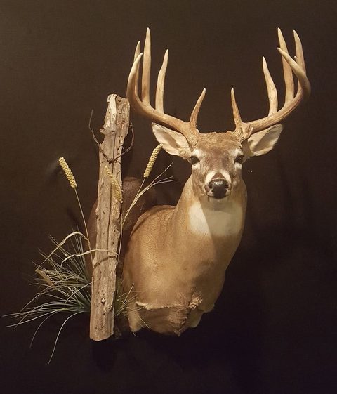 whitetail deer taxidermy by Jason's Taxidermy