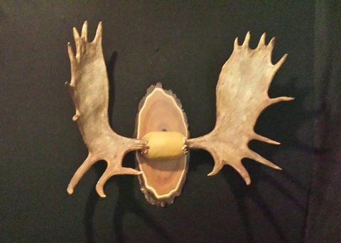 Moose – Antler Mount – antler taxidermy by Jason's Taxidermy