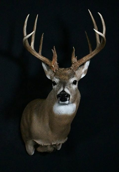 whitetail deer taxidermy by Jason's Taxidermy