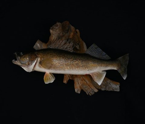 fish taxidermy by Jason's Taxidermy