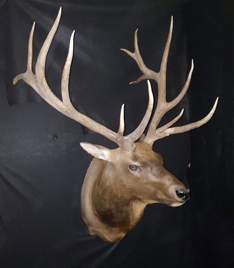 big game taxidermy by Jason's Taxidermy