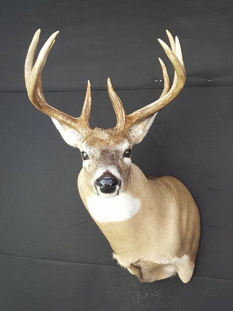 whitetail deer taxidermy by Jason's Taxidermy