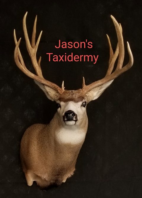 whitetail deer taxidermy by Jason's Taxidermy