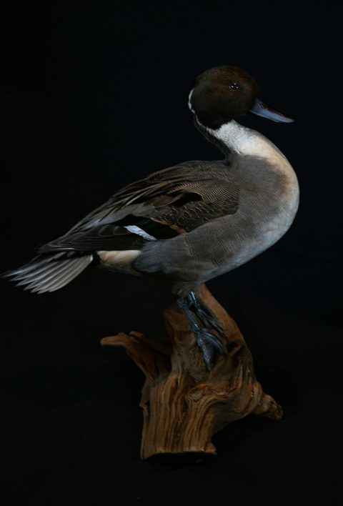 Pintail – Standing – waterfowl taxidermy by Jason's Taxidermy