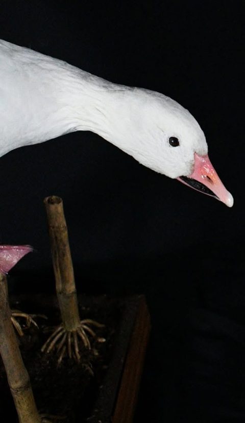 Snow Goose – waterfowl taxidermy by Jason's Taxidermy