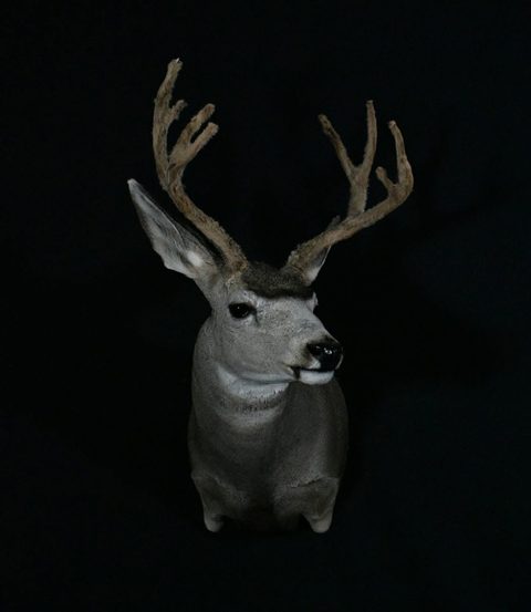 whitetail deer taxidermy by Jason's Taxidermy