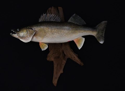 fish taxidermy by Jason's Taxidermy