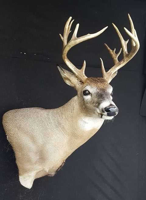 whitetail deer taxidermy by Jason's Taxidermy