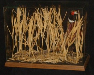 Ring-necked pheasant mount, item #23