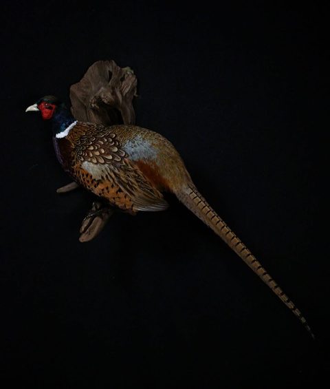 upland game bird taxidermy by Jason's Taxidermy