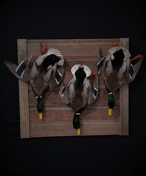 Mallards – Deadhang Panel – waterfowl taxidermy by Jason's Taxidermy