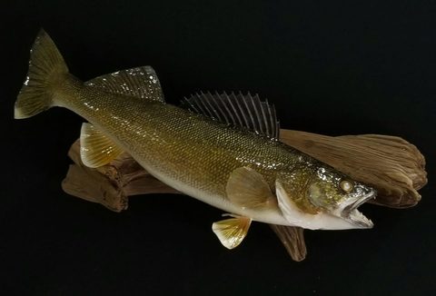 fish taxidermy by Jason's Taxidermy