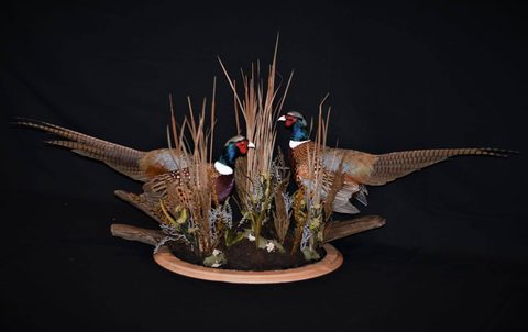 upland game bird taxidermy by Jason's Taxidermy