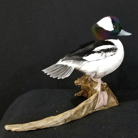 Bufflehead – Standing – waterfowl taxidermy by Jason's Taxidermy