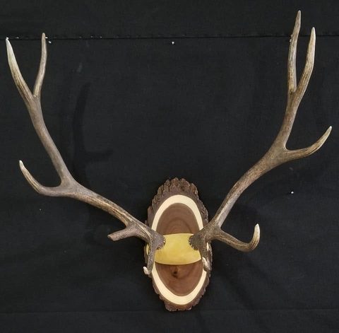 Elk – Antler Mount – antler taxidermy by Jason's Taxidermy