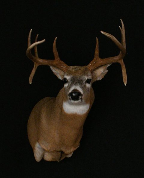 whitetail deer taxidermy by Jason's Taxidermy