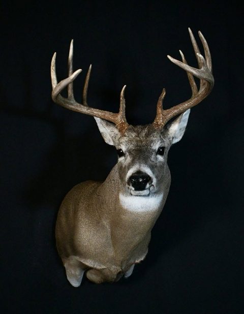 whitetail deer taxidermy by Jason's Taxidermy