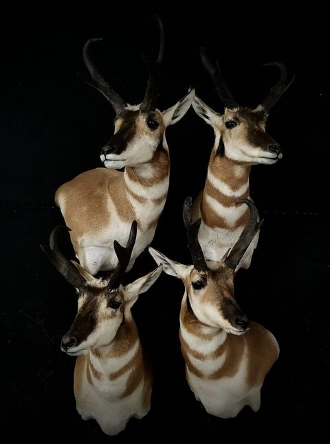 big game taxidermy by Jason's Taxidermy
