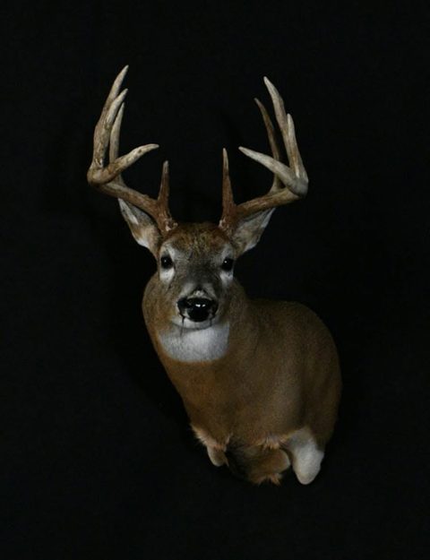 whitetail deer taxidermy by Jason's Taxidermy