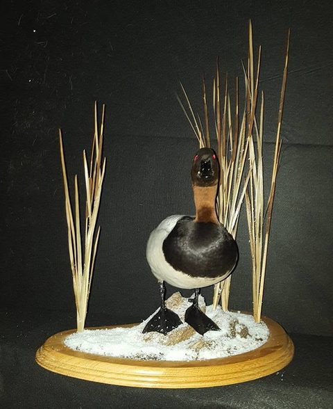 Canvasback – Standing – waterfowl taxidermy by Jason's Taxidermy