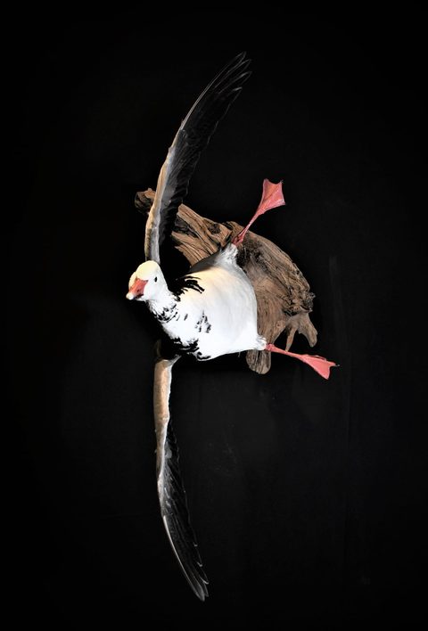 Goose – Flying – waterfowl taxidermy by Jason's Taxidermy