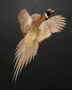Ring-necked pheasant mount, item #33
