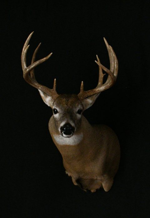 whitetail deer taxidermy by Jason's Taxidermy