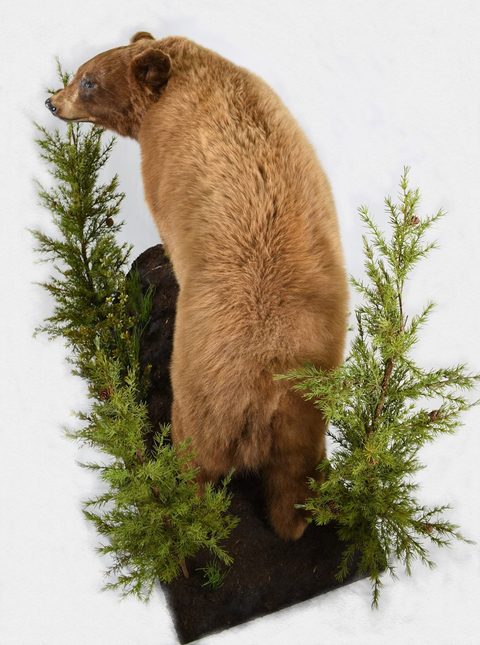 big game taxidermy by Jason's Taxidermy