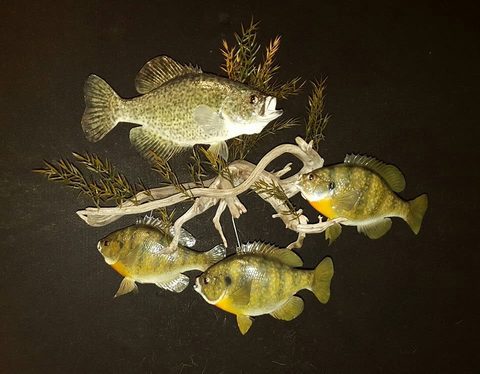 fish taxidermy by Jason's Taxidermy