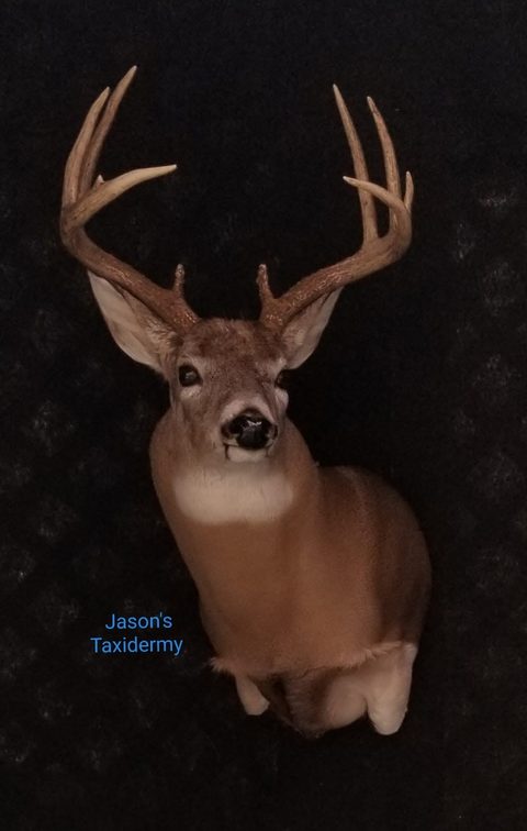 whitetail deer taxidermy by Jason's Taxidermy