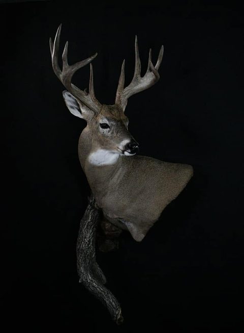 whitetail deer taxidermy by Jason's Taxidermy