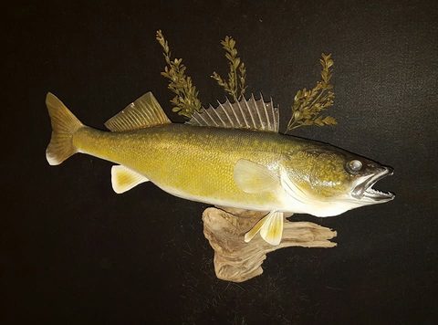 fish taxidermy by Jason's Taxidermy