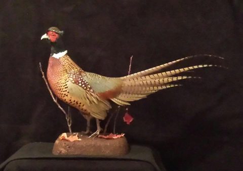 upland game bird taxidermy by Jason's Taxidermy