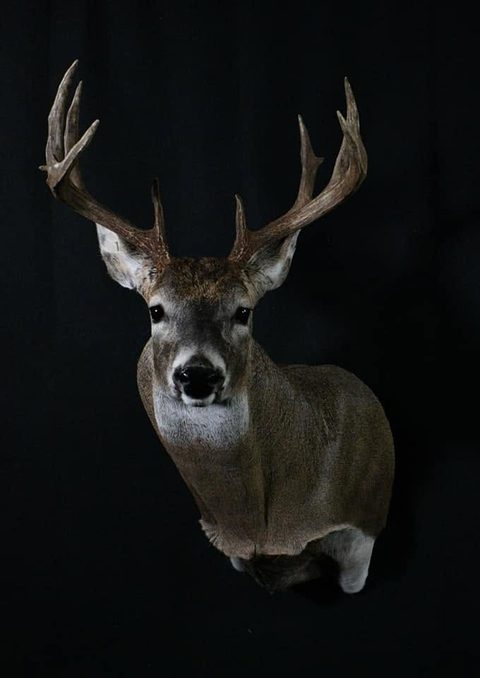 whitetail deer taxidermy by Jason's Taxidermy