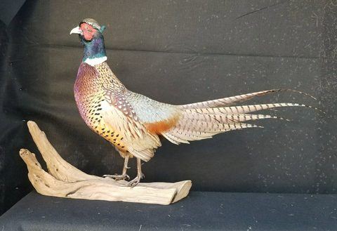 upland game bird taxidermy by Jason's Taxidermy