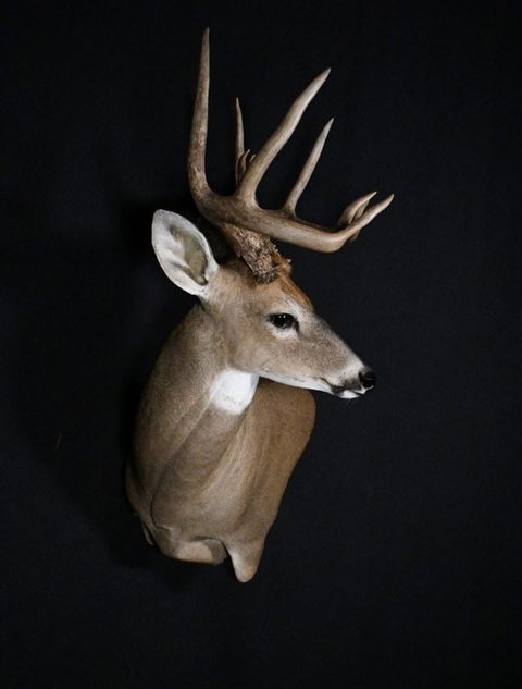 whitetail deer taxidermy by Jason's Taxidermy