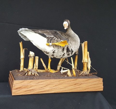 Specklebelly Goose – Habitat Scene – waterfowl taxidermy by Jason's Taxidermy
