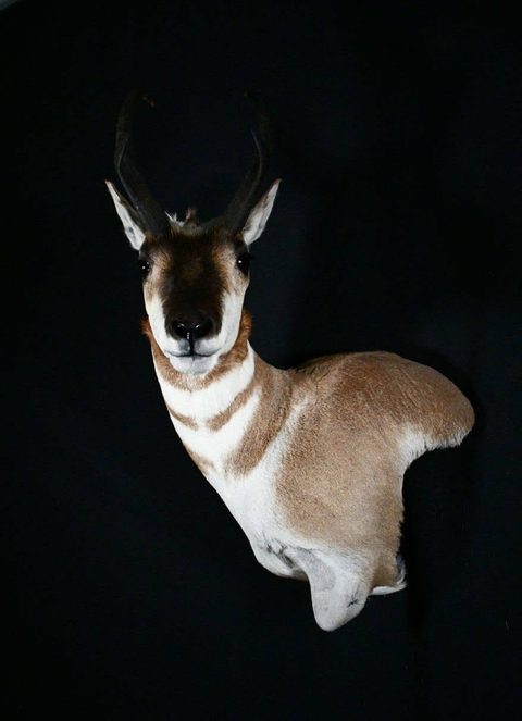 big game taxidermy by Jason's Taxidermy