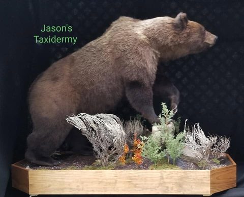big game taxidermy by Jason's Taxidermy
