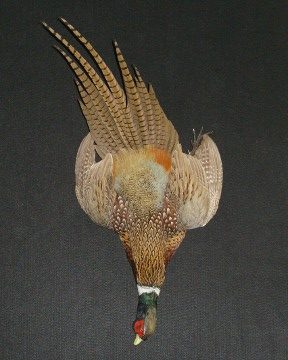 Ring-necked pheasant mount, item #29